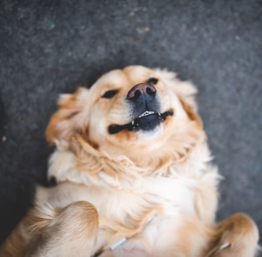 Ajuda para custear o futuro doguinho do casal